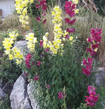 Maurerhof Апартаменты *