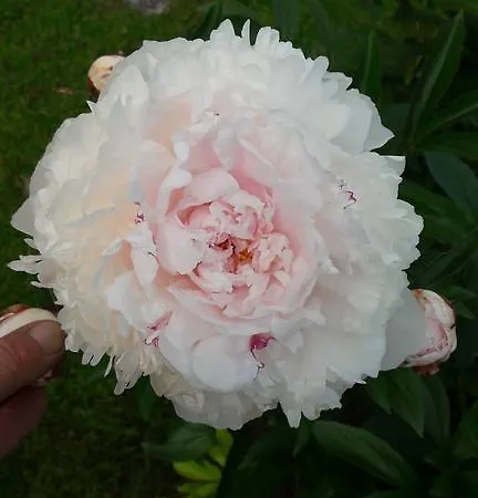 Apartmán Maurerhof *